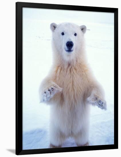 Polar Bear Standing on Pack Ice of the Arctic Ocean, Arctic National Wildlife Refuge, Alaska, USA-Steve Kazlowski-Framed Photographic Print