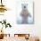 Polar Bear Standing on Pack Ice of the Arctic Ocean, Arctic National Wildlife Refuge, Alaska, USA-Steve Kazlowski-Photographic Print displayed on a wall