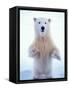 Polar Bear Standing on Pack Ice of the Arctic Ocean, Arctic National Wildlife Refuge, Alaska, USA-Steve Kazlowski-Framed Stretched Canvas