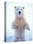 Polar Bear Standing on Pack Ice of the Arctic Ocean, Arctic National Wildlife Refuge, Alaska, USA-Steve Kazlowski-Stretched Canvas