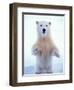 Polar Bear Standing on Pack Ice of the Arctic Ocean, Arctic National Wildlife Refuge, Alaska, USA-Steve Kazlowski-Framed Photographic Print