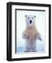 Polar Bear Standing on Pack Ice of the Arctic Ocean, Arctic National Wildlife Refuge, Alaska, USA-Steve Kazlowski-Framed Photographic Print