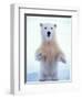 Polar Bear Standing on Pack Ice of the Arctic Ocean, Arctic National Wildlife Refuge, Alaska, USA-Steve Kazlowski-Framed Photographic Print