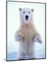 Polar Bear Standing on Pack Ice of the Arctic Ocean, Arctic National Wildlife Refuge, Alaska, USA-Steve Kazlowski-Mounted Photographic Print