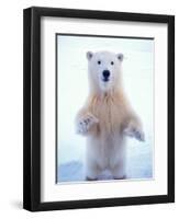 Polar Bear Standing on Pack Ice of the Arctic Ocean, Arctic National Wildlife Refuge, Alaska, USA-Steve Kazlowski-Framed Premium Photographic Print