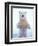 Polar Bear Standing on Pack Ice of the Arctic Ocean, Arctic National Wildlife Refuge, Alaska, USA-Steve Kazlowski-Framed Premium Photographic Print