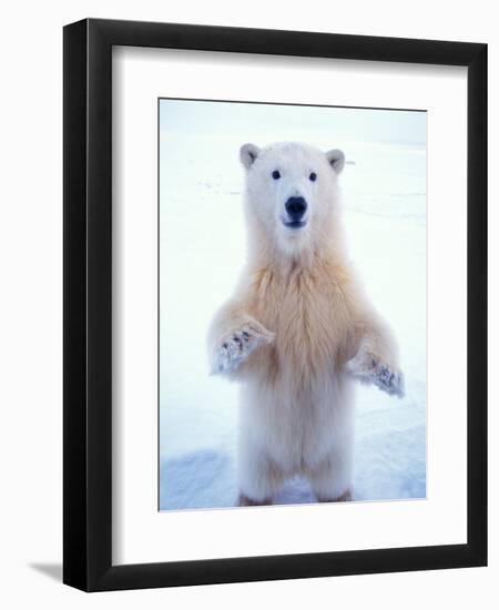 Polar Bear Standing on Pack Ice of the Arctic Ocean, Arctic National Wildlife Refuge, Alaska, USA-Steve Kazlowski-Framed Premium Photographic Print