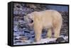 Polar Bear Standing on Rocks-DLILLC-Framed Stretched Canvas
