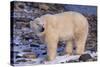 Polar Bear Standing on Rocks-DLILLC-Stretched Canvas