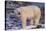 Polar Bear Standing on Rocks-DLILLC-Stretched Canvas