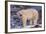 Polar Bear Standing on Rocks-DLILLC-Framed Photographic Print