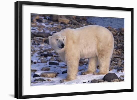 Polar Bear Standing on Rocks-DLILLC-Framed Photographic Print