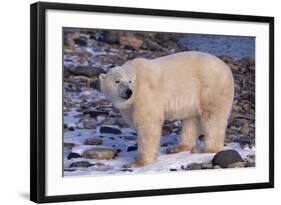 Polar Bear Standing on Rocks-DLILLC-Framed Photographic Print