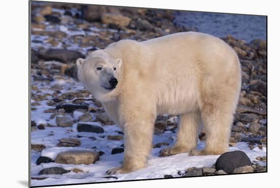 Polar Bear Standing on Rocks-DLILLC-Mounted Photographic Print