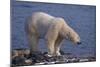 Polar Bear Standing on Rocky Beach-DLILLC-Mounted Photographic Print