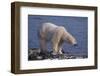 Polar Bear Standing on Rocky Beach-DLILLC-Framed Photographic Print