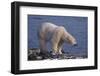 Polar Bear Standing on Rocky Beach-DLILLC-Framed Photographic Print