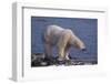 Polar Bear Standing on Rocky Beach-DLILLC-Framed Photographic Print