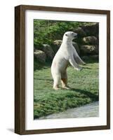 Polar Bear Standing Up Full Bleed-Martin Fowkes-Framed Giclee Print