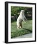 Polar Bear Standing Up Full Bleed-Martin Fowkes-Framed Giclee Print