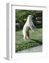 Polar Bear Standing Up-Martin Fowkes-Framed Giclee Print