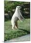 Polar Bear Standing Up-Martin Fowkes-Mounted Giclee Print