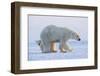 Polar bear standing with cub peering out behind, Norway-Danny Green-Framed Photographic Print