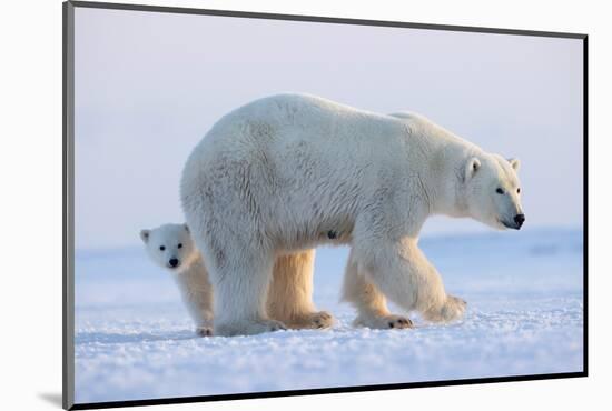 Polar bear standing with cub peering out behind, Norway-Danny Green-Mounted Photographic Print