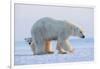 Polar bear standing with cub peering out behind, Norway-Danny Green-Framed Photographic Print