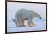 Polar bear standing with cub peering out behind, Norway-Danny Green-Framed Photographic Print