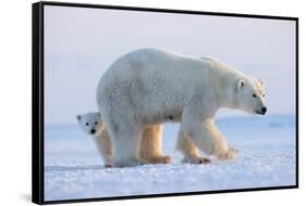 Polar bear standing with cub peering out behind, Norway-Danny Green-Framed Stretched Canvas