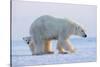 Polar bear standing with cub peering out behind, Norway-Danny Green-Stretched Canvas