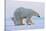 Polar bear standing with cub peering out behind, Norway-Danny Green-Stretched Canvas