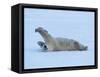 Polar Bear Stretching-George Lepp-Framed Stretched Canvas