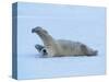 Polar Bear Stretching-George Lepp-Stretched Canvas