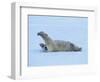 Polar Bear Stretching-George Lepp-Framed Photographic Print