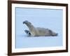 Polar Bear Stretching-George Lepp-Framed Photographic Print