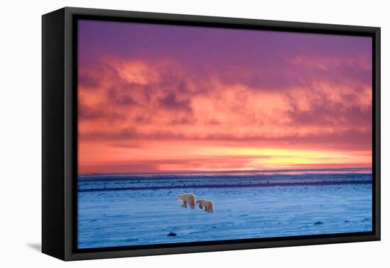 Polar Bear Sunset-Howard Ruby-Framed Stretched Canvas