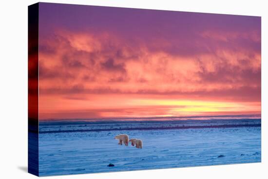 Polar Bear Sunset-Howard Ruby-Stretched Canvas