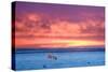 Polar Bear Sunset-Howard Ruby-Stretched Canvas