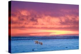 Polar Bear Sunset-Howard Ruby-Stretched Canvas