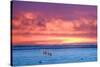 Polar Bear Sunset-Howard Ruby-Stretched Canvas