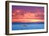 Polar Bear Sunset-Howard Ruby-Framed Premium Photographic Print