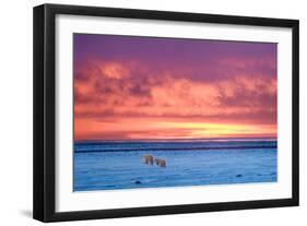 Polar Bear Sunset-Howard Ruby-Framed Premium Photographic Print