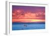 Polar Bear Sunset-Howard Ruby-Framed Premium Photographic Print