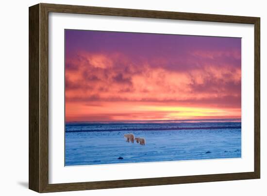 Polar Bear Sunset-Howard Ruby-Framed Photographic Print