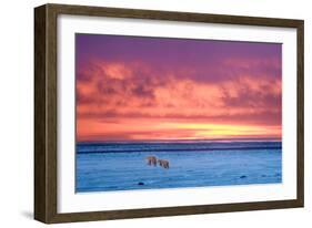 Polar Bear Sunset-Howard Ruby-Framed Photographic Print