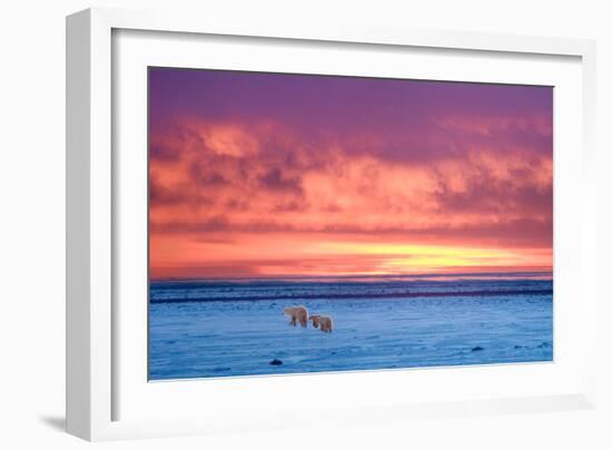 Polar Bear Sunset-Howard Ruby-Framed Photographic Print