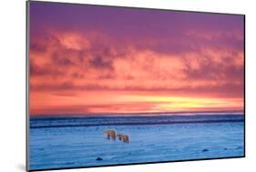 Polar Bear Sunset-Howard Ruby-Mounted Photographic Print