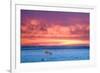 Polar Bear Sunset-Howard Ruby-Framed Photographic Print